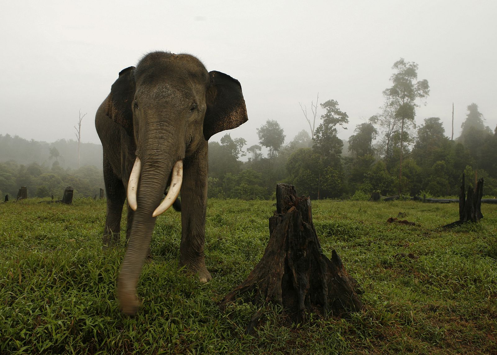 Los elefantes no soportan los picotazos de las hormigas en su trompa