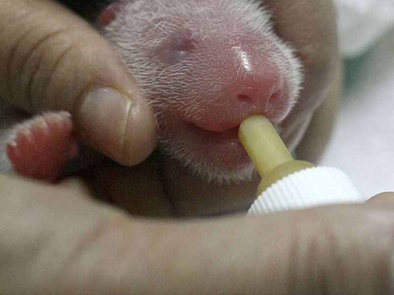 Solo un engaño puede mantener a los dos osos panda recién nacidos con vida