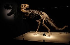 Cuenca, el 'triángulo de oro' de los dinosaurios