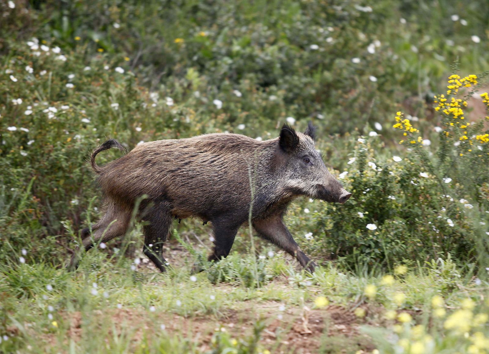 Un jabalí cruza la selva buscando comida