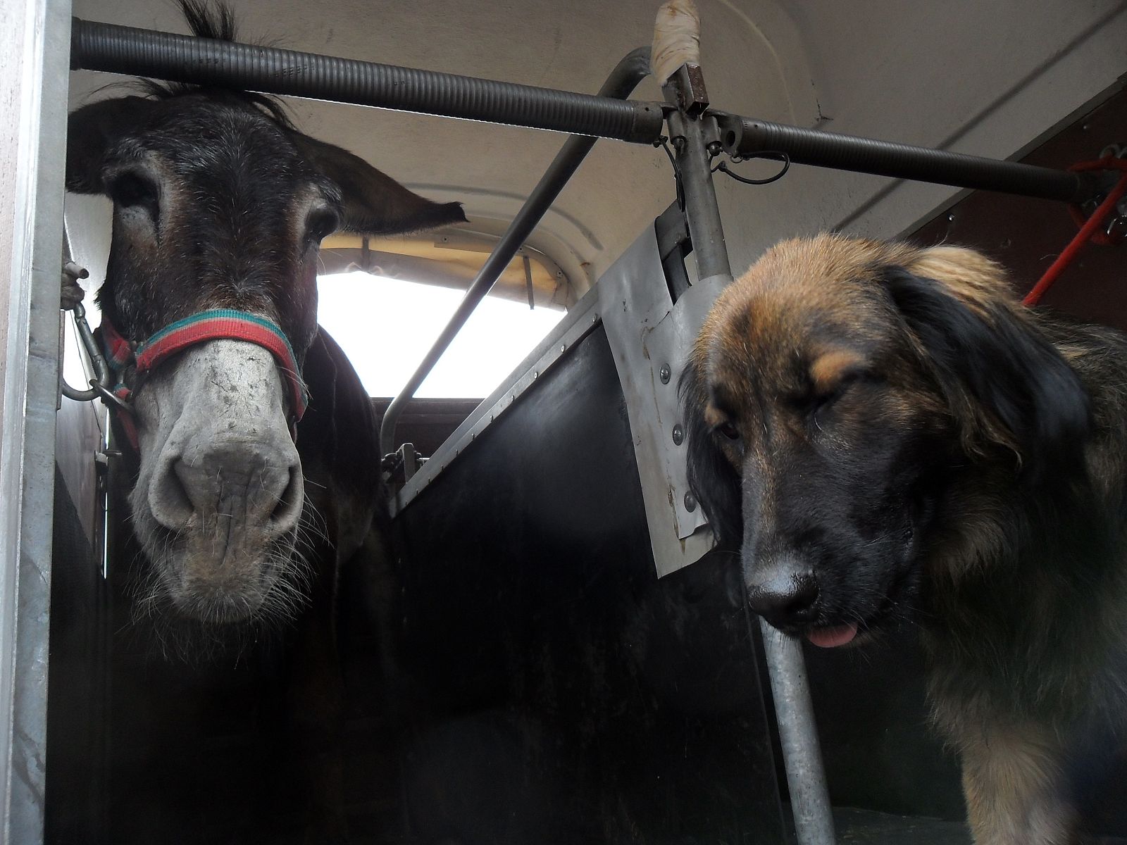 La burra y el perro, dos compañeros inseparables, buscan hogar de acogida