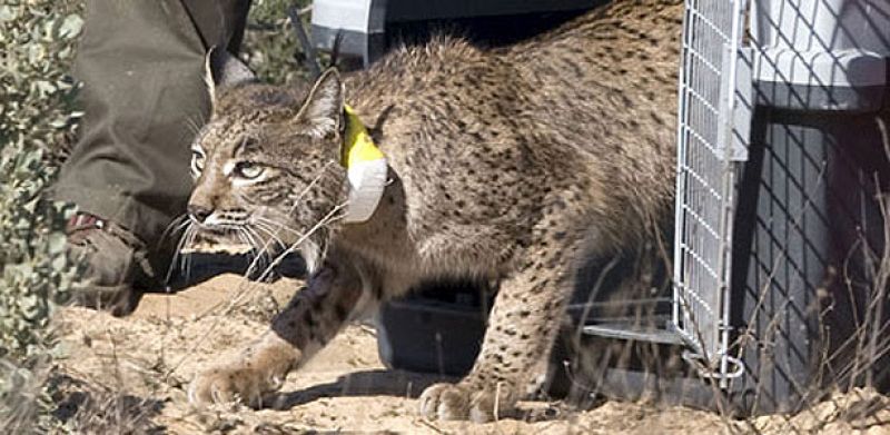 Fin de semana trágico para los linces de Doñana