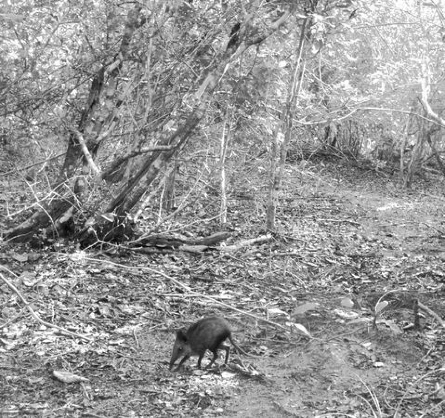 La 'nueva' musaraña elefante descubierta en África