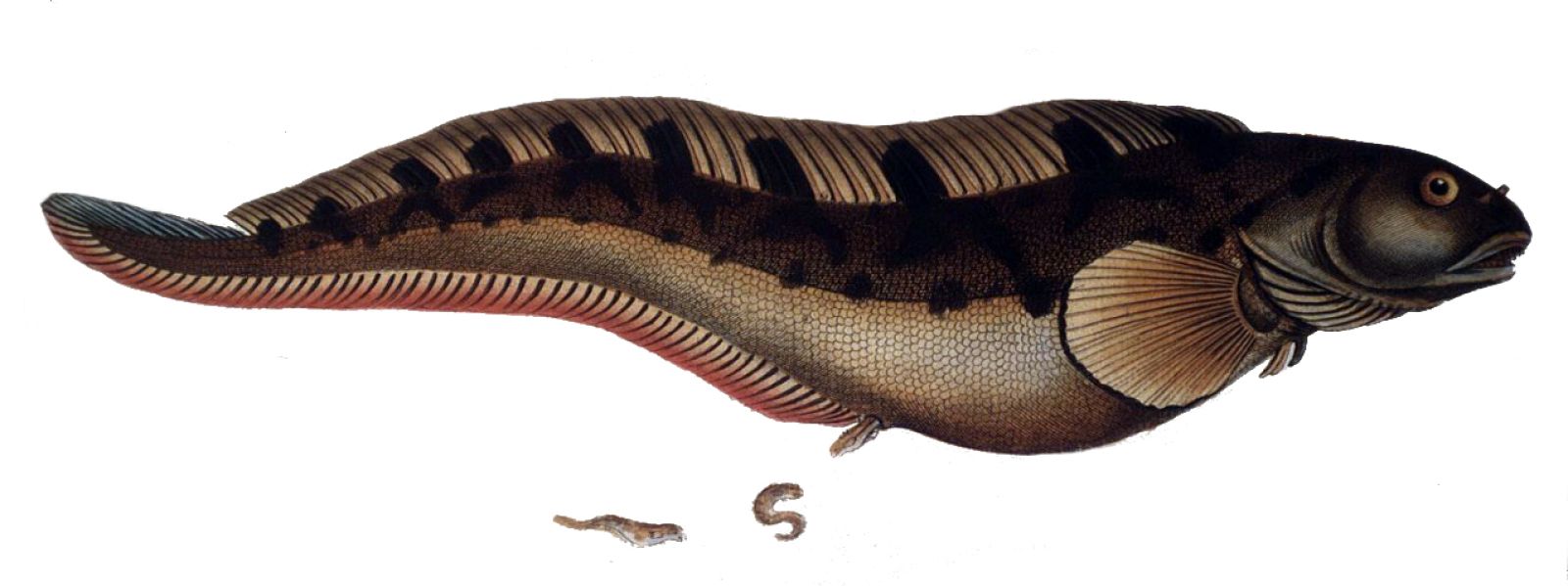 Zoarces viviparus, el pez que amamanta a sus crías