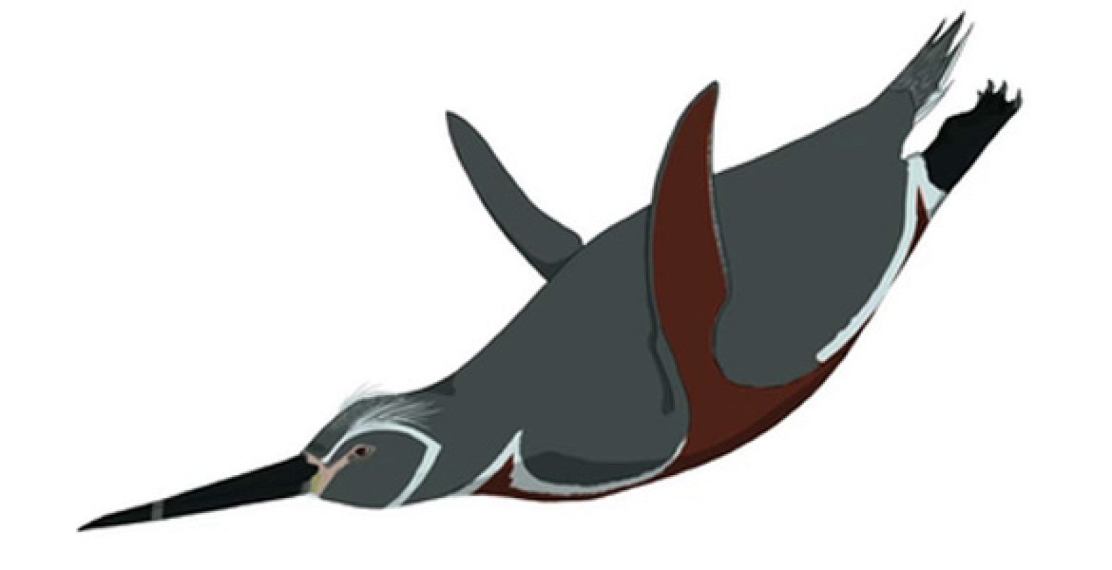 Así eran los pingüinos hace 36 millones de años