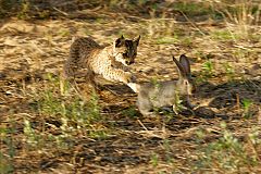 El lince ibérico 'reconquista' Extremadura