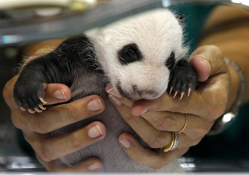 Los osos panda madrileños a la vista de todos