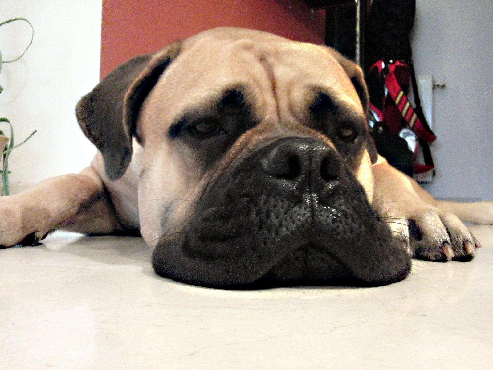 Los perros ansiosos también son pesimistas