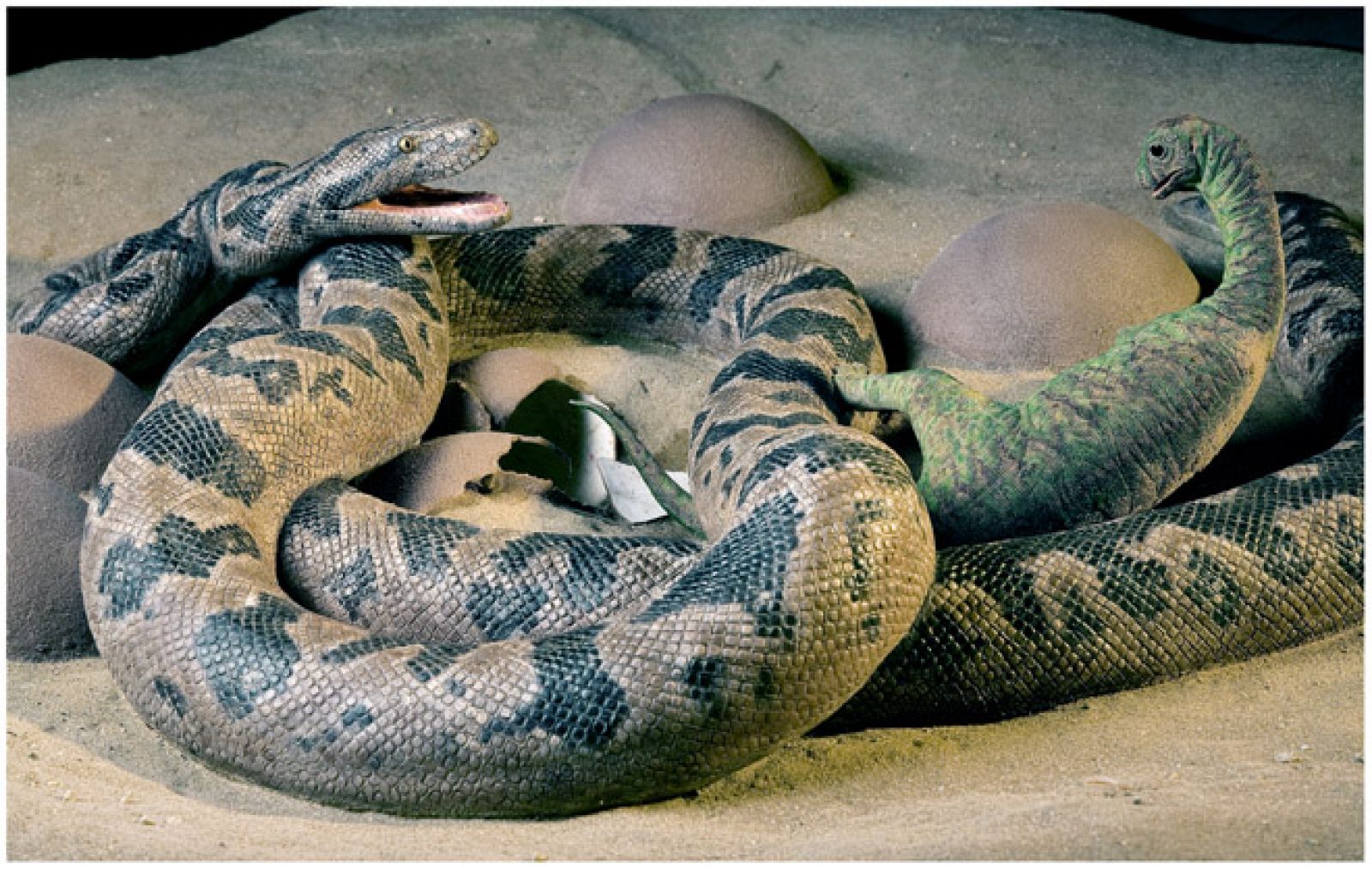 Reconstrucción del fósil descubierto de la serpiente que se comía los huevos de dinosaurio