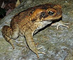 Los sapos 'superinvasores' australianos