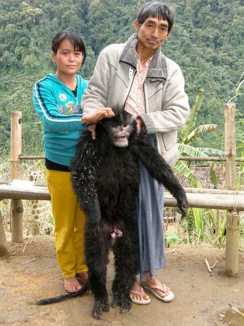 El recién descubierto mono chato, alimento para los cazadores en Myanmar