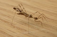 El 'insecto asesino' que finge ser una presa para devorar a las arañas