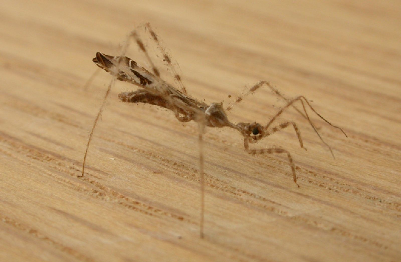 El insecto asesino que finge ser una presa para devorar a las arañas