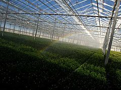 Más de 12.000 millones de micro insectos para combatir las plagas de las cosechas