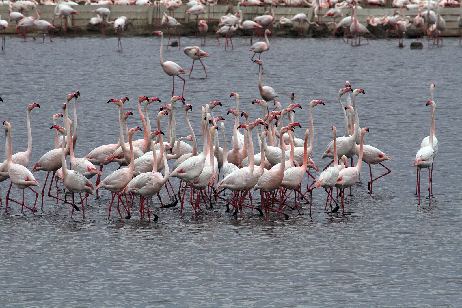 Un cortejo grupal de flamencos