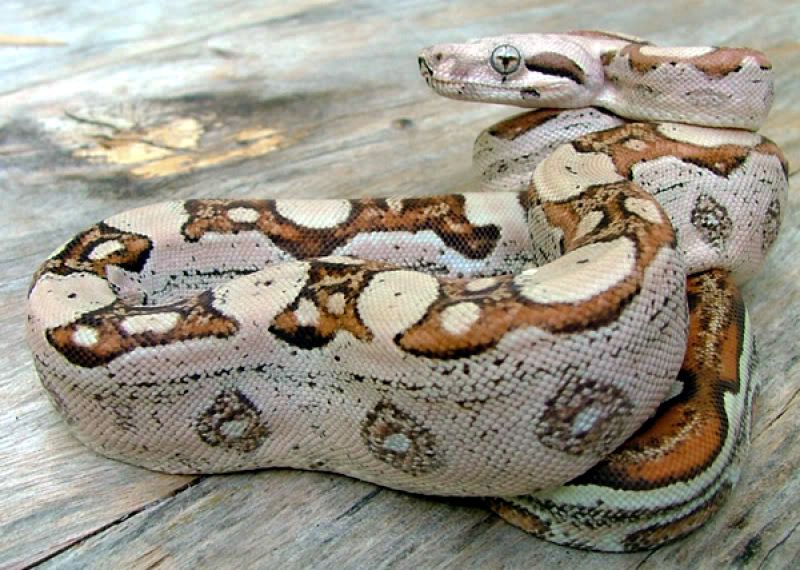 El primer 'nacimiento virgen' de una boa