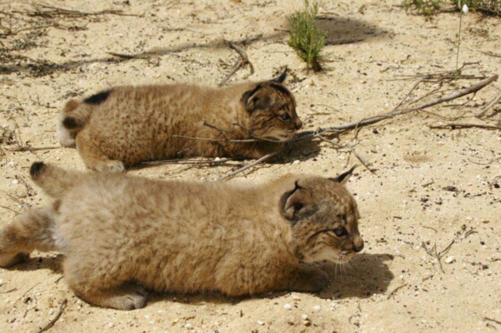 Dos cachorros de lince ibérico esperan el momento de dar caza a una presa
