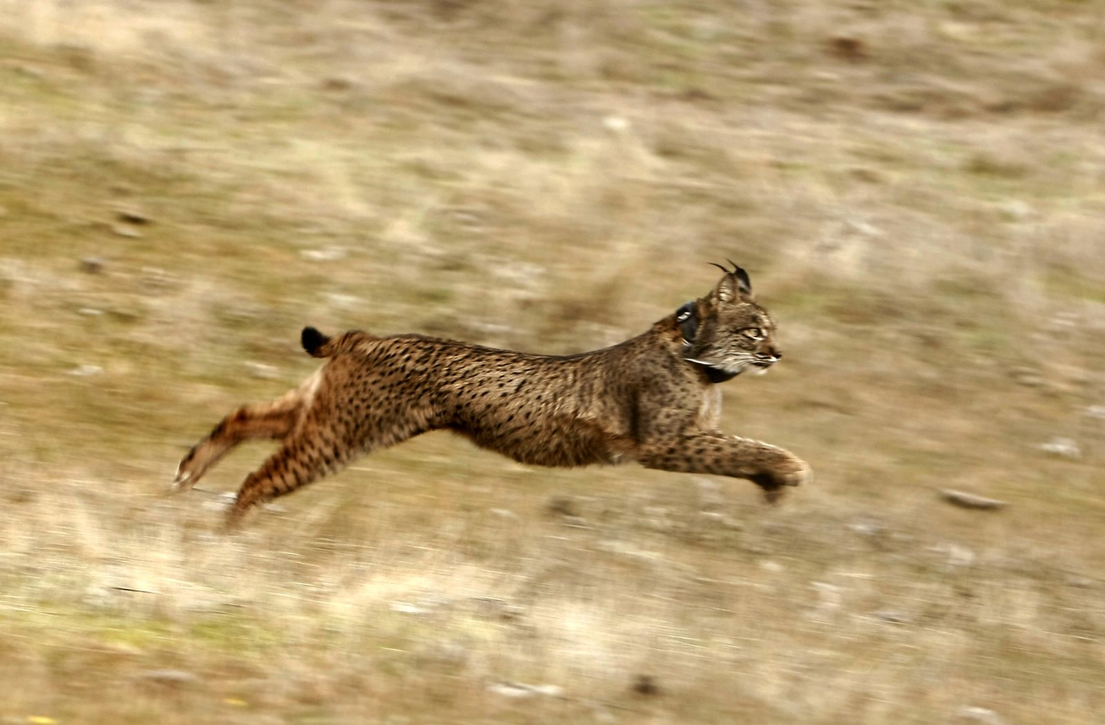 Un lince ibérico corriendo por la sierra de Córdoba