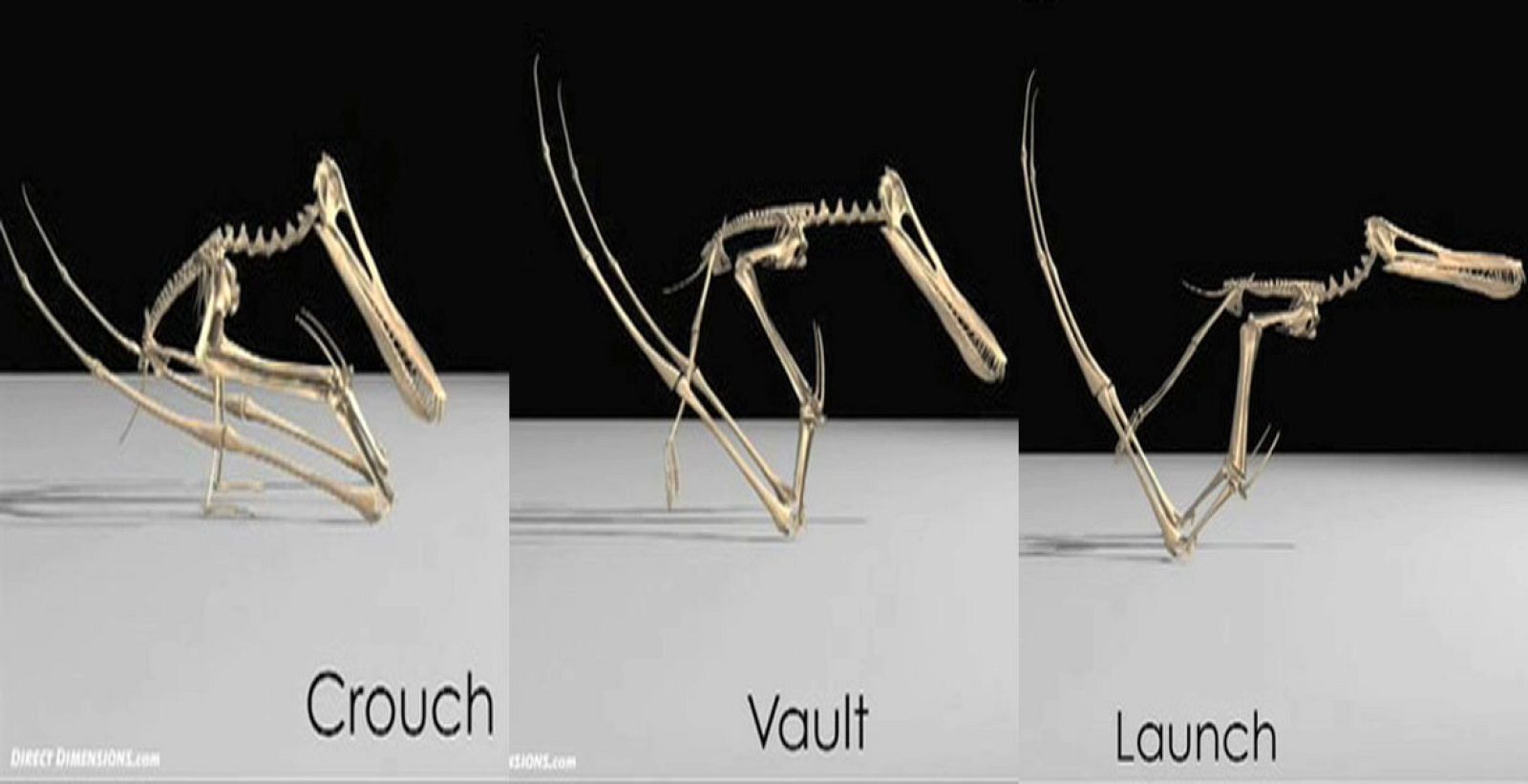 Tres momentos clave del 'salto con pértiga' del Pterosaurio
