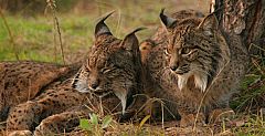 Dos linces silvestres de Sierra Morena para reforzar la población de Doñana