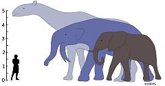 Los grandes mamíferos se hicieron gigantes tras la extinción de los dinosaurios