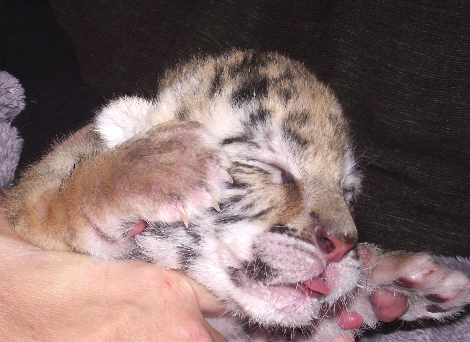 Kali, la pequeña tigresa cuidada por humanos