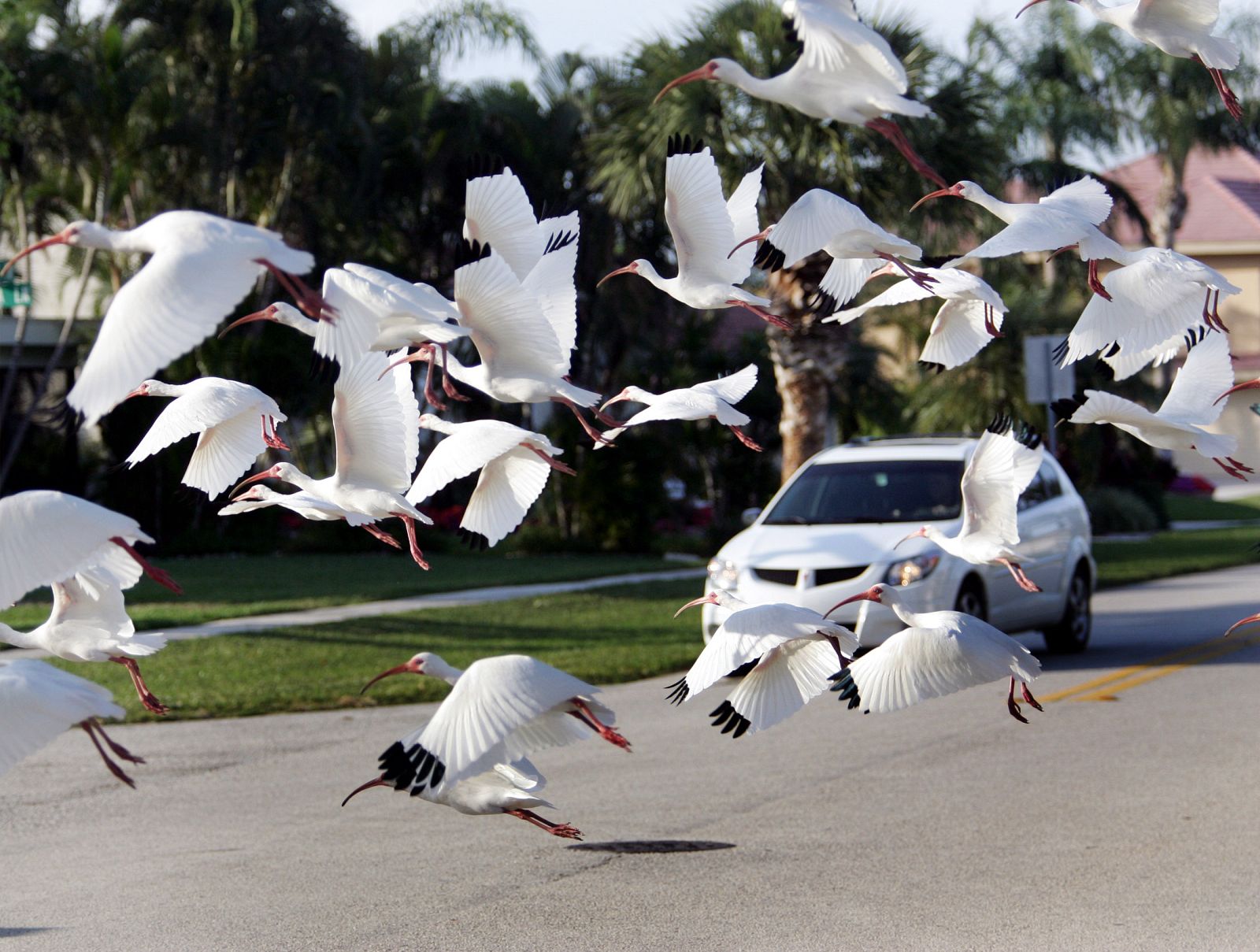 Ibis blancos 'envenenados' con mercurio prefieren relaciones homosexuales