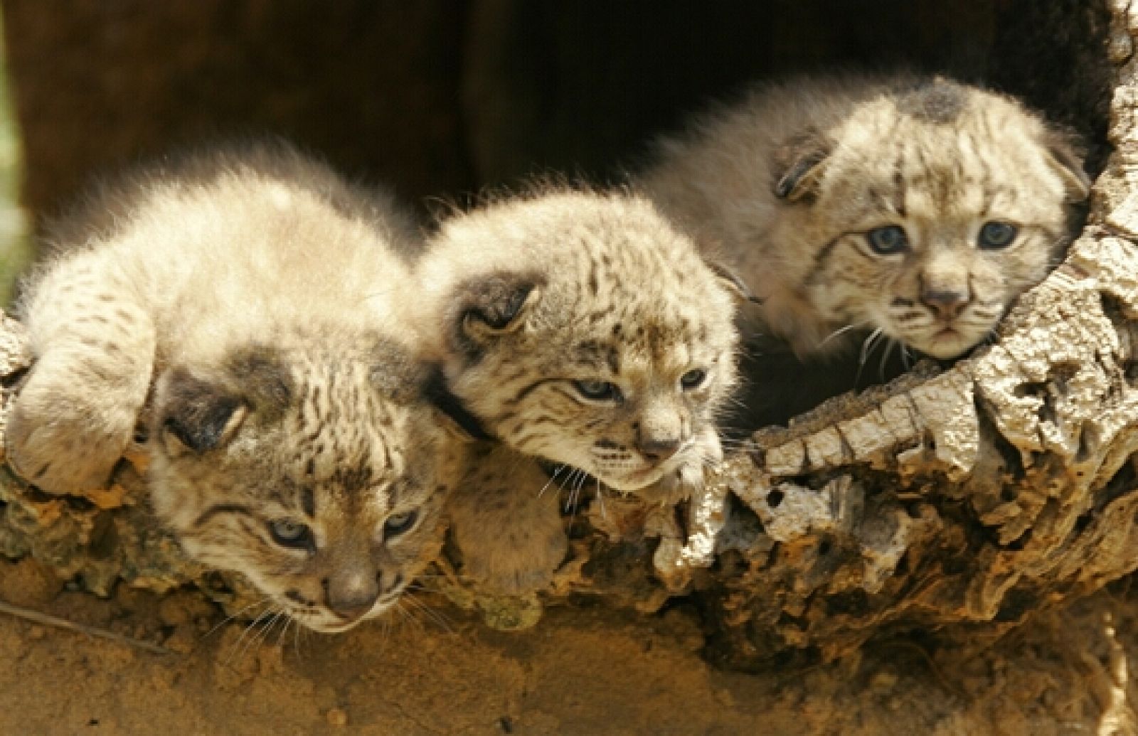 Domo, Duna y Drago, tres cachorros de lince ibérico nacidos en cautividad