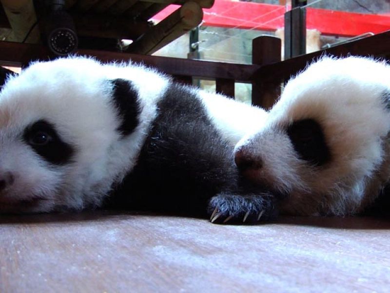 Los ositos panda de Madrid estrenan 'casa'