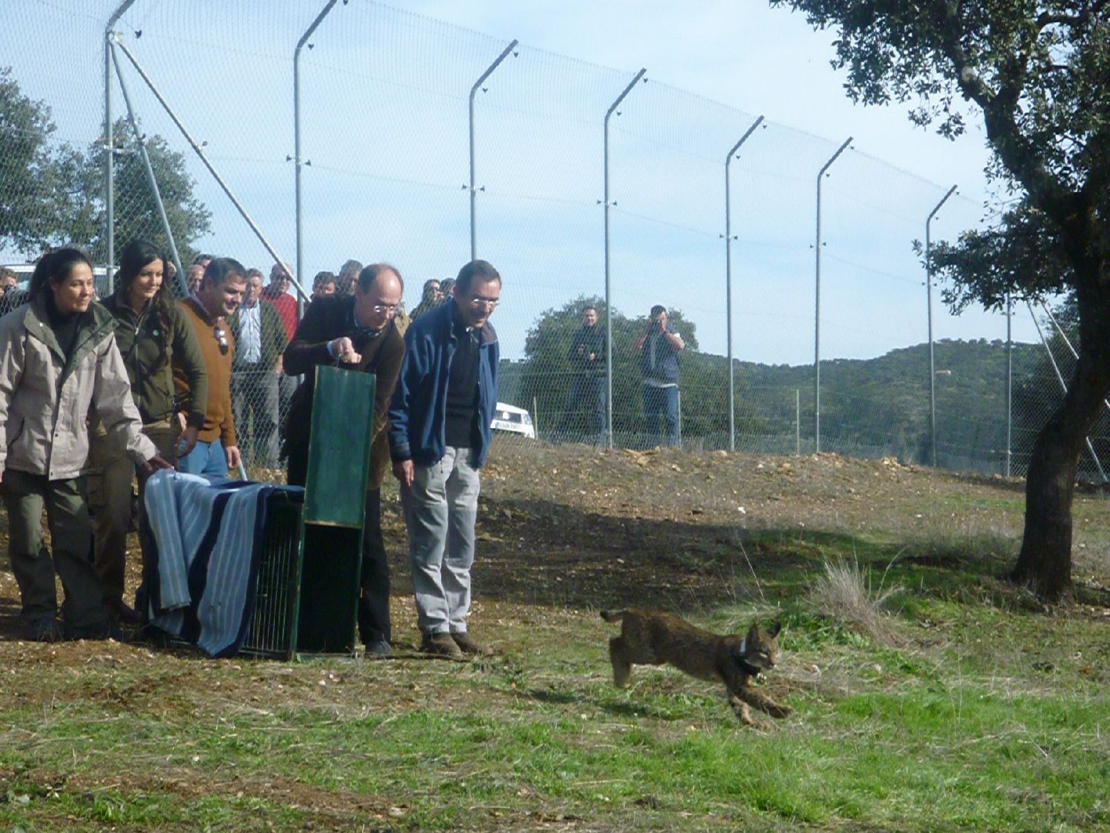 Momento en el que se produce la primera suelta de linces nacidos en cautividad