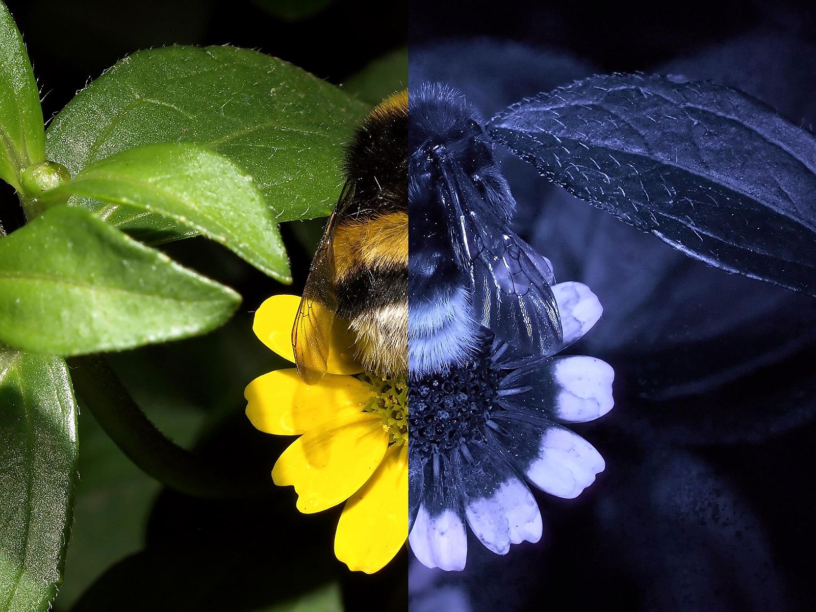 Diferencia de cómo percibimos nosotros los colores y cómo lo hacen las abejas