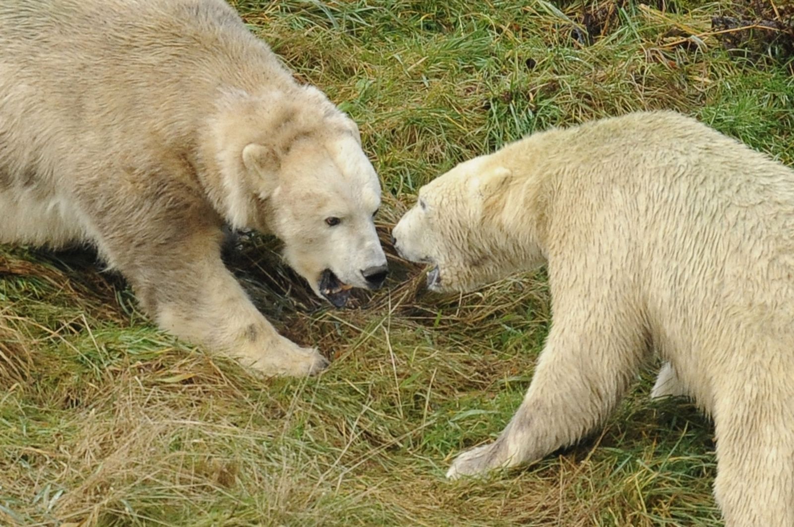 La desaparición del hielo en los polos propiciará individuos híbridos y desparación de especies