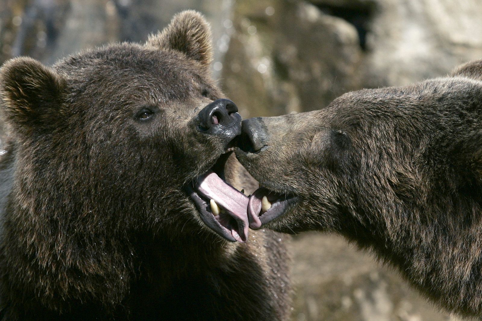 El oso pardo se recupera en número y territorios ocupados