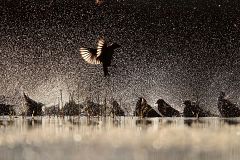 El chapoteo de los estorninos, la mejor foto de aves del año