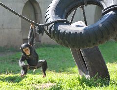 Las 'niñas' chimpancés también prefieren muñecas