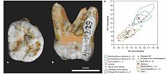 Descubren al Denisova, un nuevo homínido hermanado con los neandertales