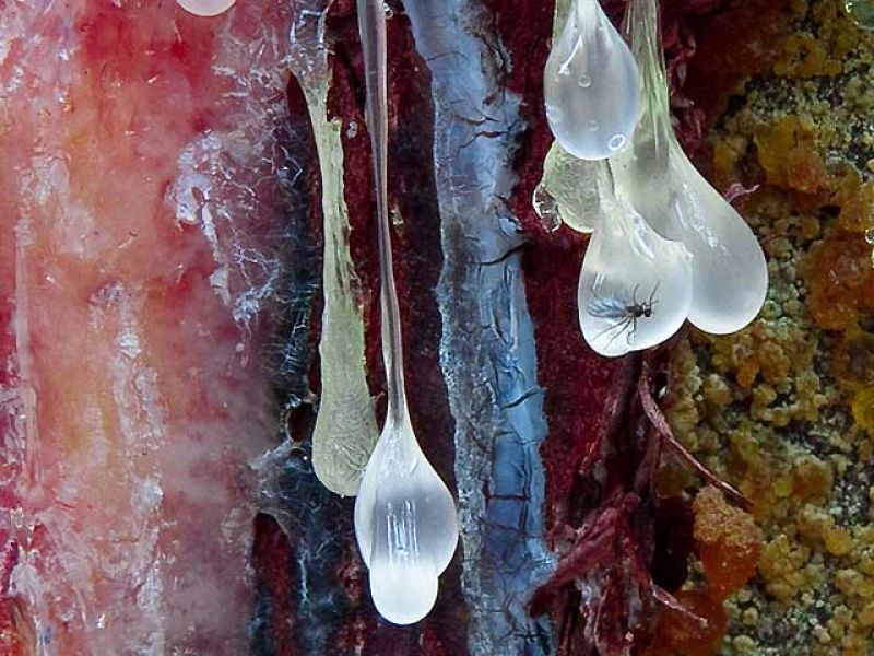 El origen del ámbar y una noche estrellada, las mejores fotos de ciencia del año