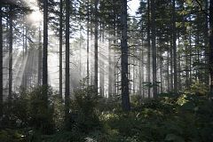Un año en el que luchar por los bosques