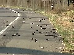 Miles de peces se suman a las misteriosas lluvias de pájaros muertos en Estados Unidos