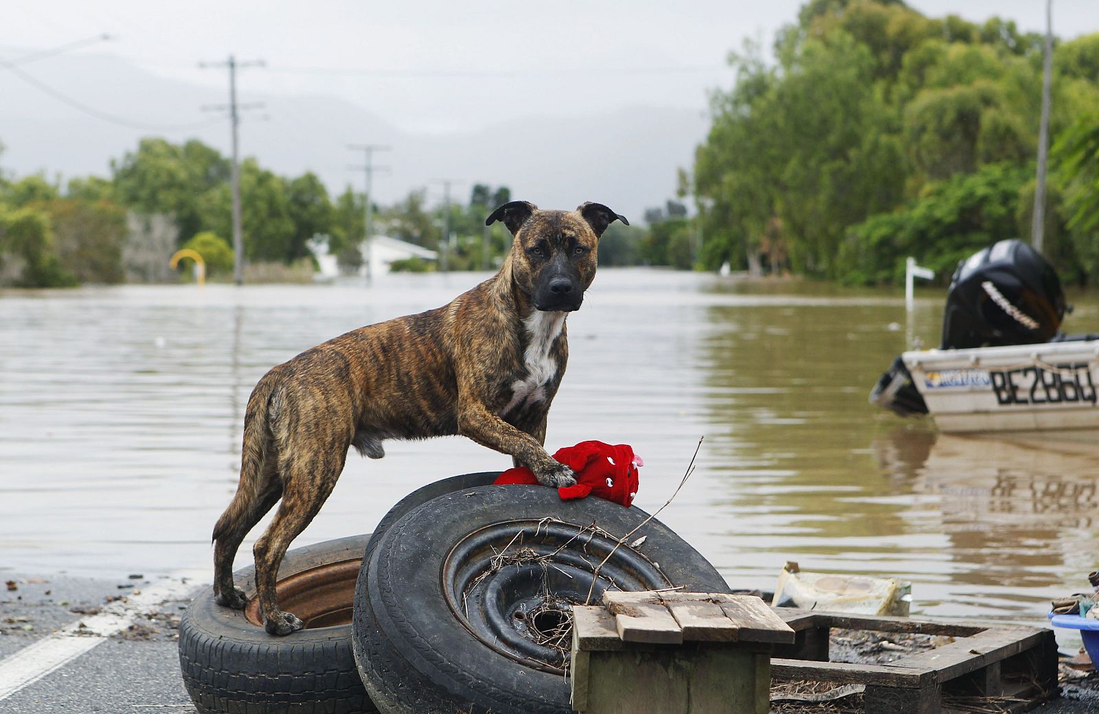 Un perro en las inundaciones de Australia