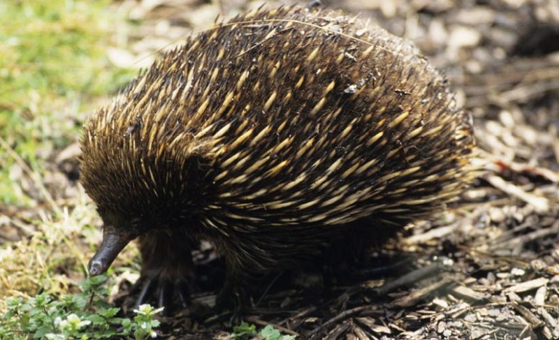 Ni las púas pueden con la pasión de estos 'erizos'