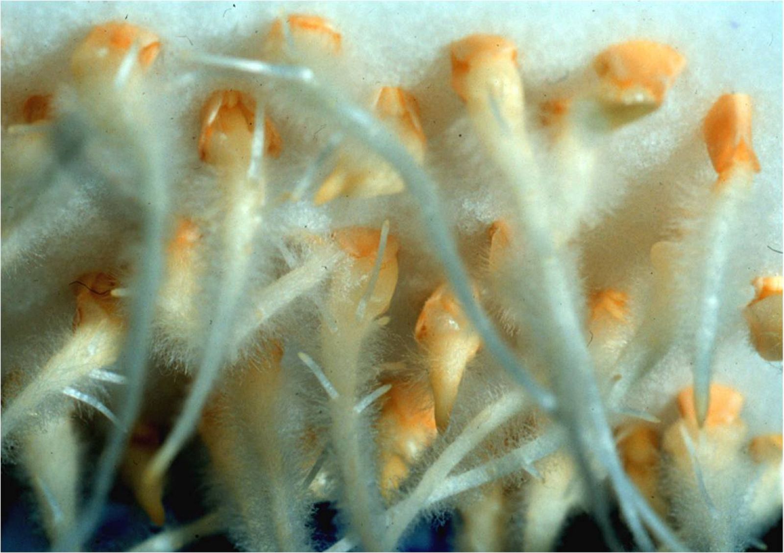 487415main hydrotropi1