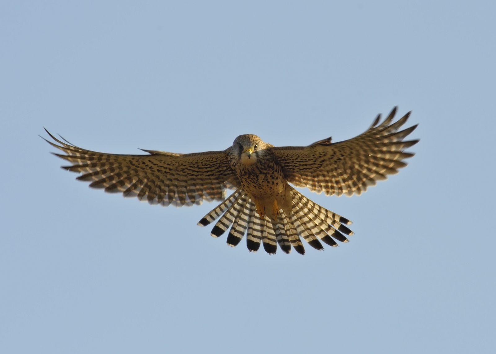 Un cernícalo común en pleno vuelo