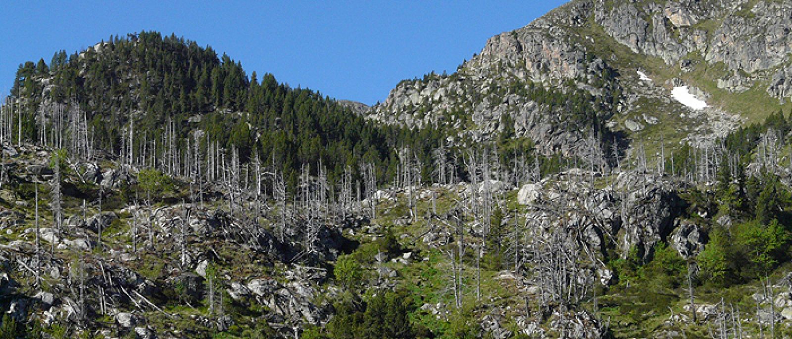 Un bosque parcialmente defoliado