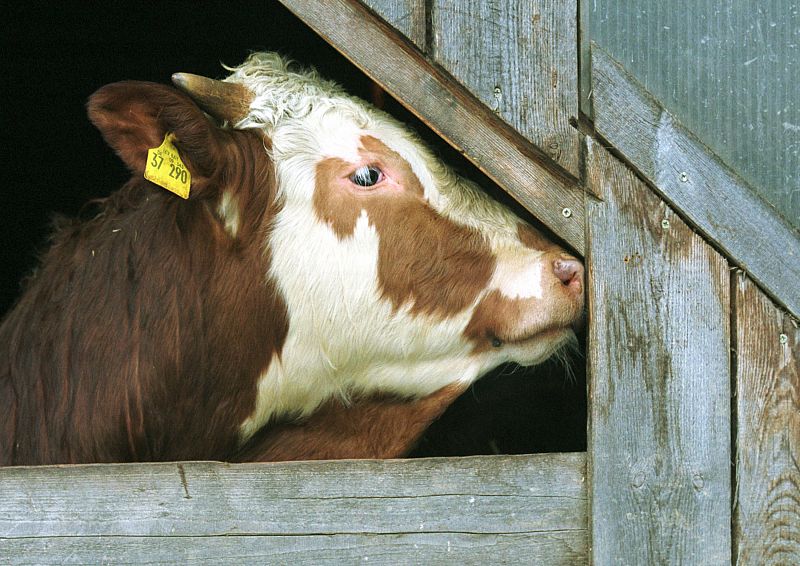 El mal de las 'vacas locas', una enfermedad muerta 10 años después