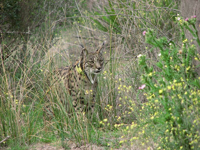 Muere Viciosa, una lince veterana de Doñana