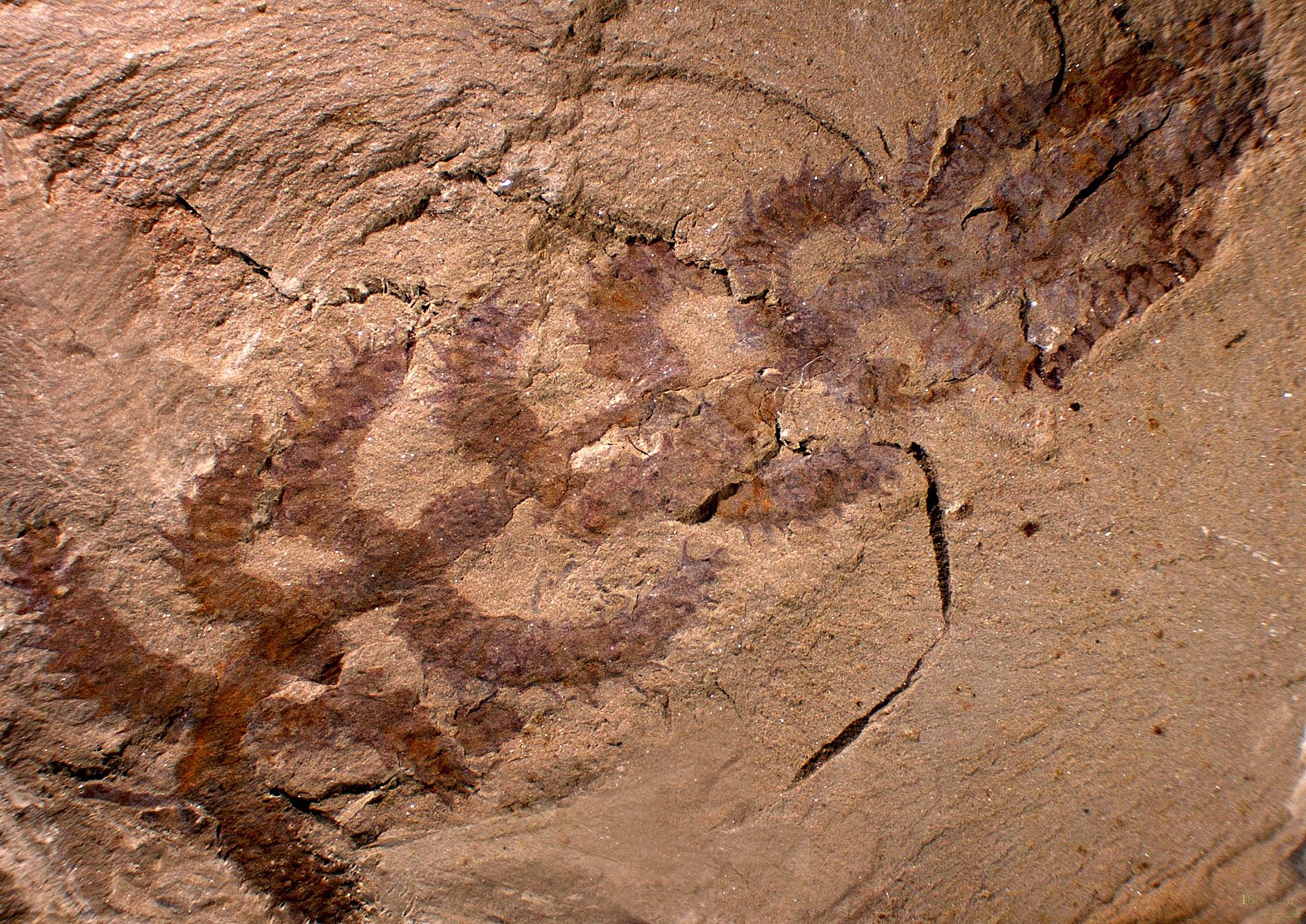 La 'Diania cactiformis' puede ser el antepasado más antiguo descubierto hasta ahora de las actuales arañas