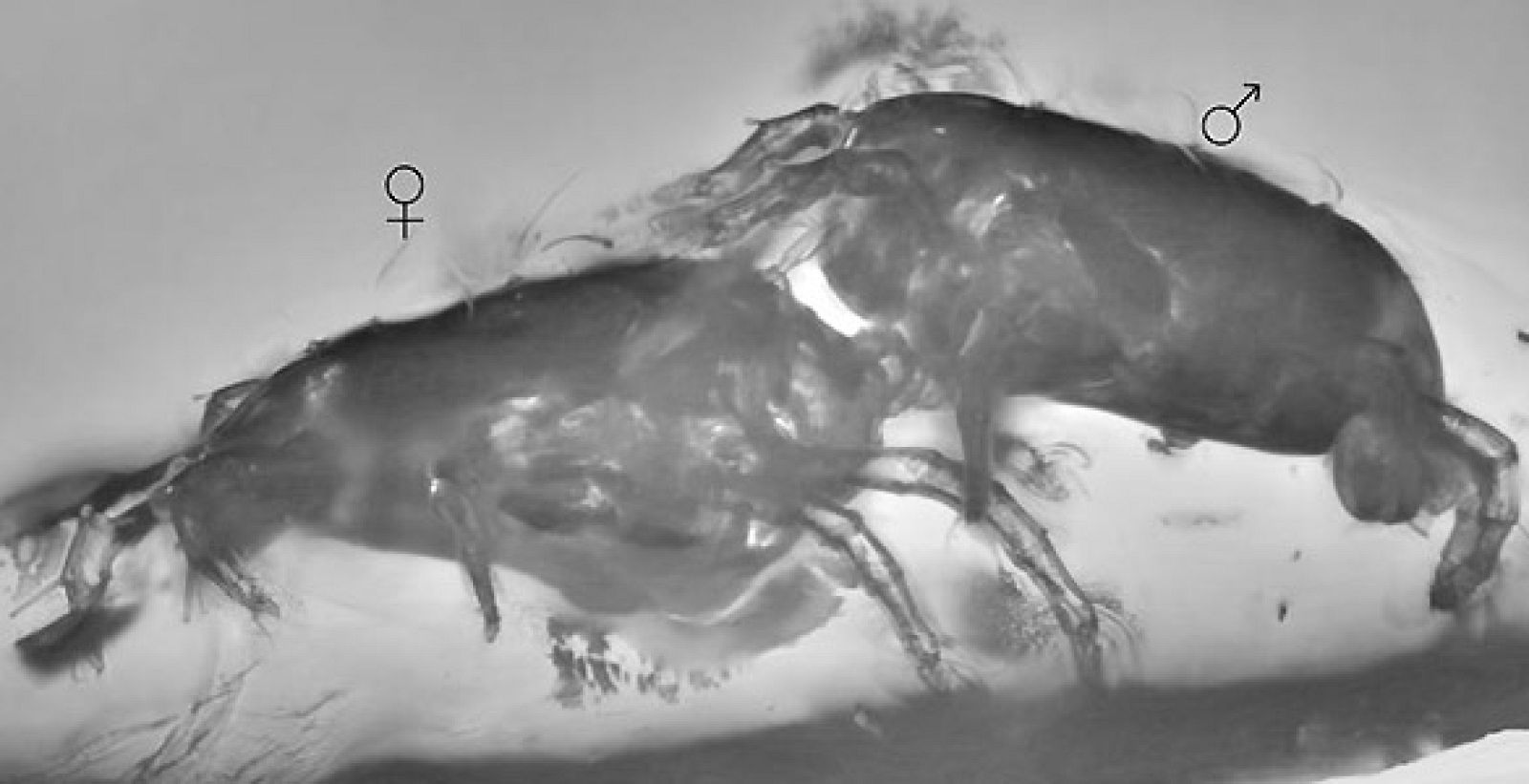 Ácaros preservados en ámbar hace 40 millones de años durante el apareamiento