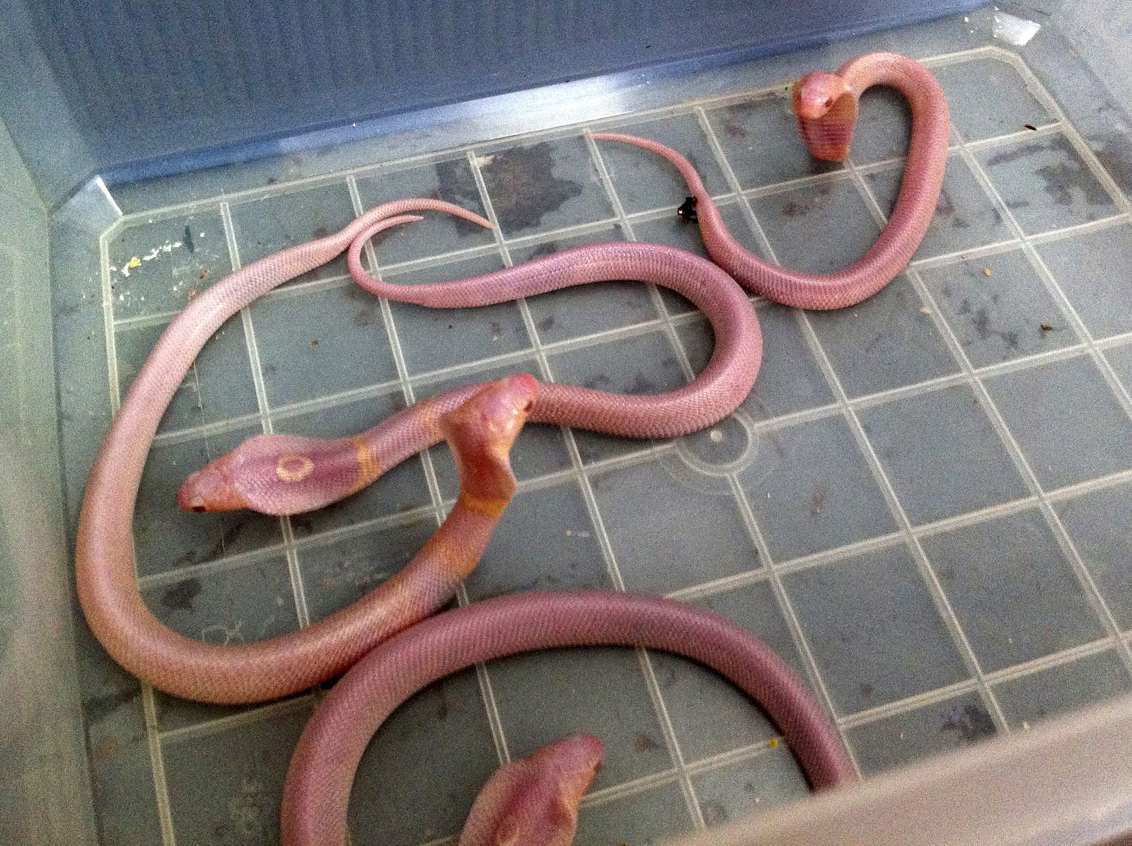 NACEN EN EL ZOO 17 COBRAS ALBINAS DE UNA PUESTA DE 19 HUEVOS
