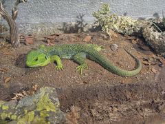 Los modelos actuales de cambio climáticos son inadecuados para explicar la extinción de especies